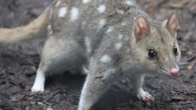 eastern quoll (동부 주머니 고양이) | 인스티즈