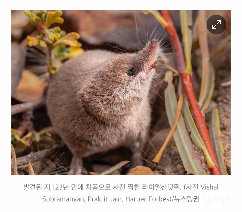 123년간 사진 한장 없던 동물이 카메라에 포착 | 인스티즈