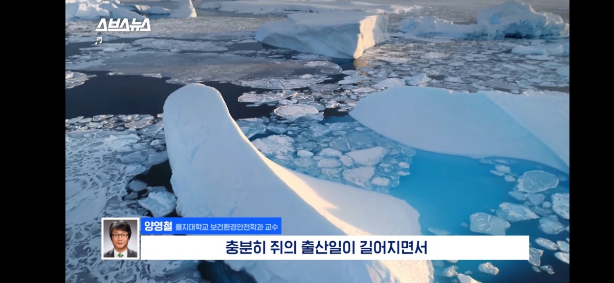 [정보/소식] 전세계적으로 최대 390% 늘고 기후변화로 한국에서도 길쥐가 많이 늘어날꺼라함 | 인스티즈