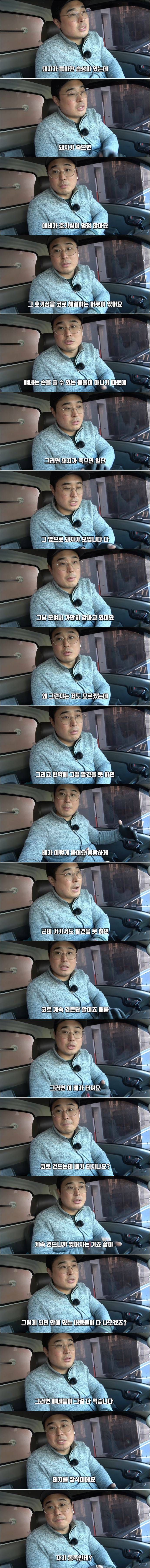 돼지 농장에서 종종 뼈다귀가 발견되는 이유 ㄷㄷ | 인스티즈