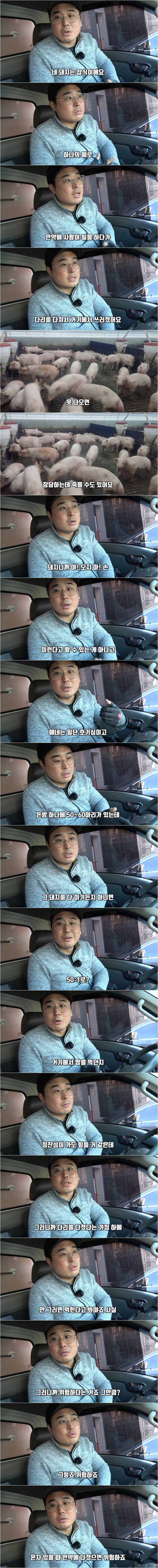 돼지 농장에서 종종 뼈다귀가 발견되는 이유 ㄷㄷ | 인스티즈