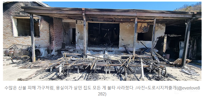 "몽실아, 도망가랬잖아"…불탄 가족 안고 엉엉 울었다 | 인스티즈