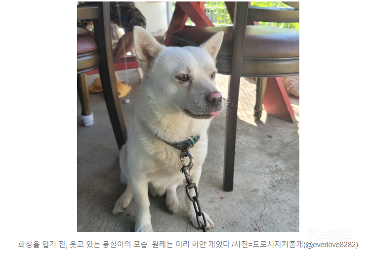 "몽실아, 도망가랬잖아"…불탄 가족 안고 엉엉 울었다 | 인스티즈
