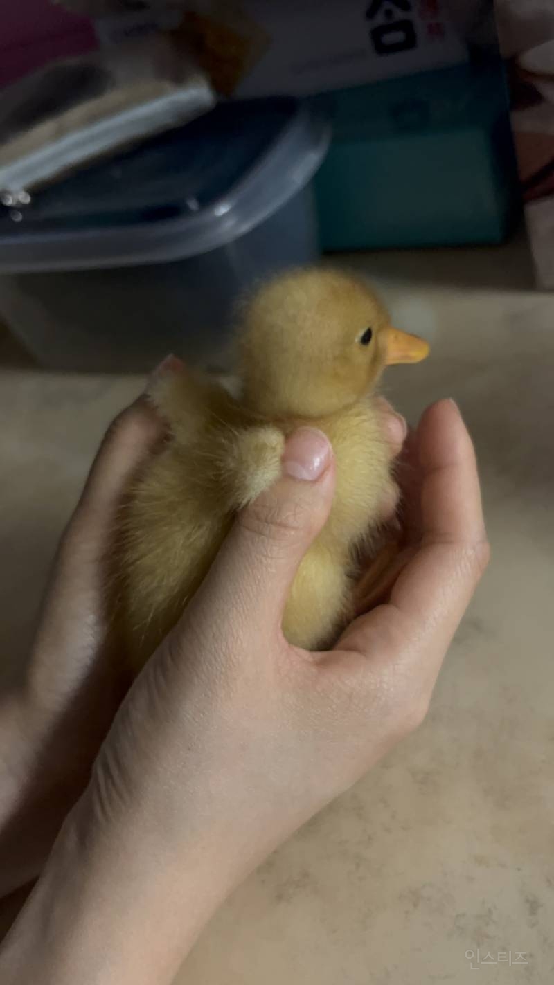 아기오리 짤털🐥 | 인스티즈