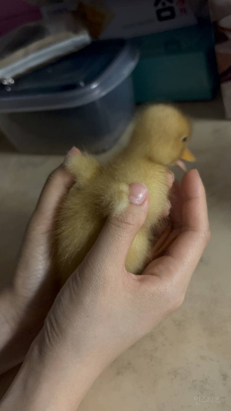 아기오리 짤털🐥 | 인스티즈