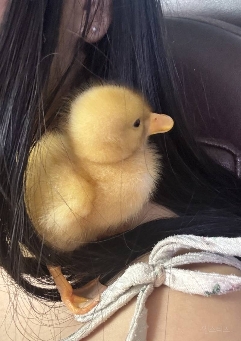 아기오리 짤털🐥 | 인스티즈