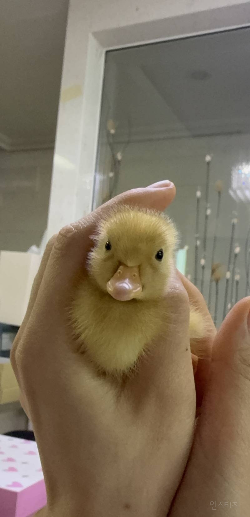 아기오리 짤털🐥 | 인스티즈