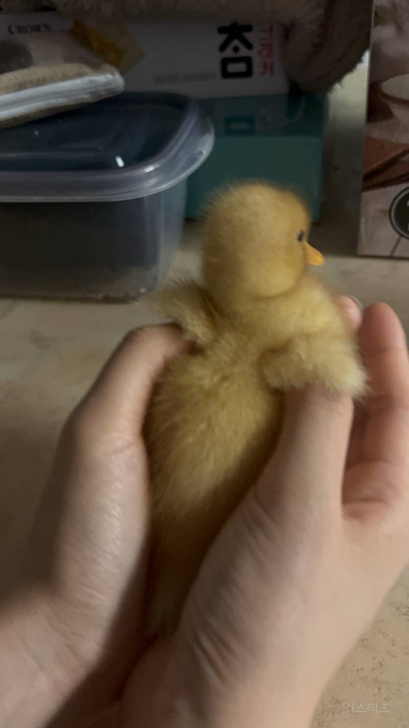 아기오리 짤털🐥 | 인스티즈