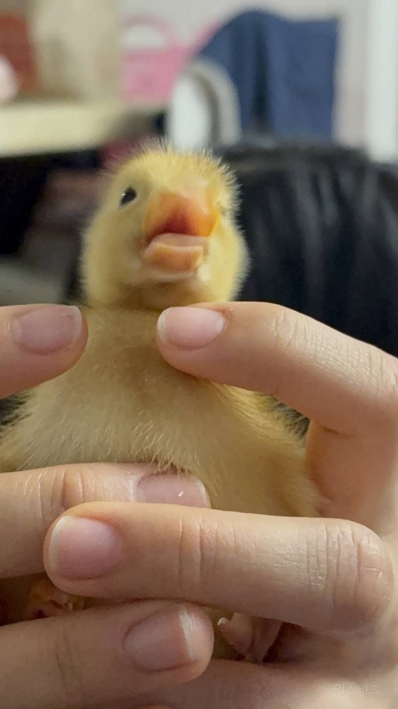 아기오리 짤털🐥 | 인스티즈