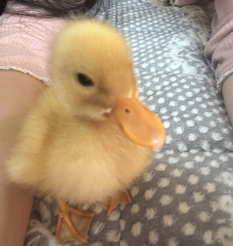 아기오리 짤털🐥 | 인스티즈