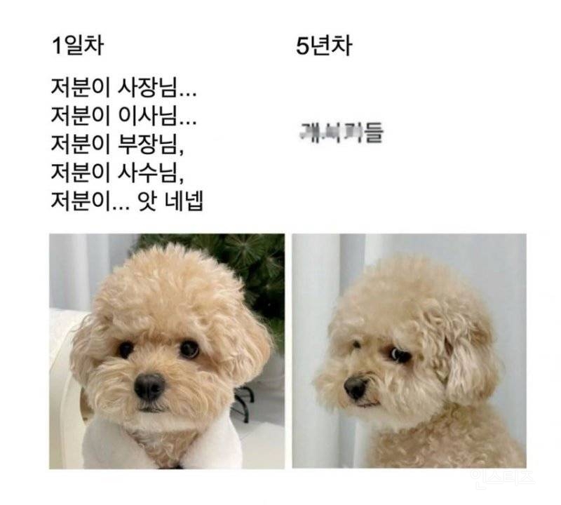 사회생활 1년차 vs 5년차 | 인스티즈