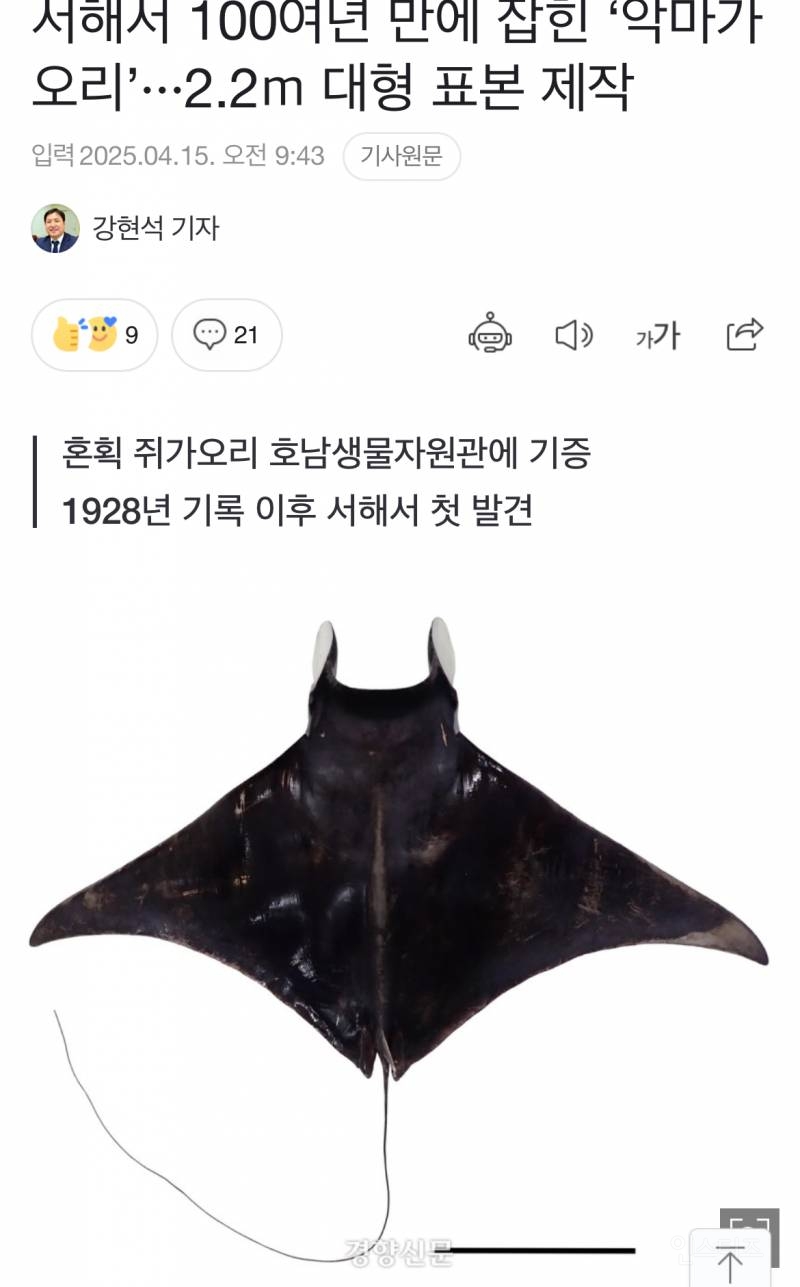  배트맨 비행기 피규어같은 쥐가오리1