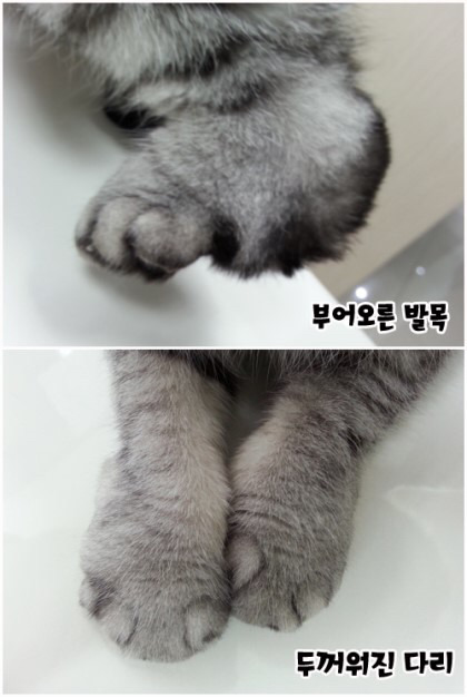 알려진 것보다 더 심각한 스코티쉬 폴드 유전병 - 인스티즈(instiz) 이슈 카테고리 알려진 것보다 더 심각한 스코티쉬 폴드 유전병 - 인스티즈(Instiz) 이슈 카테고리