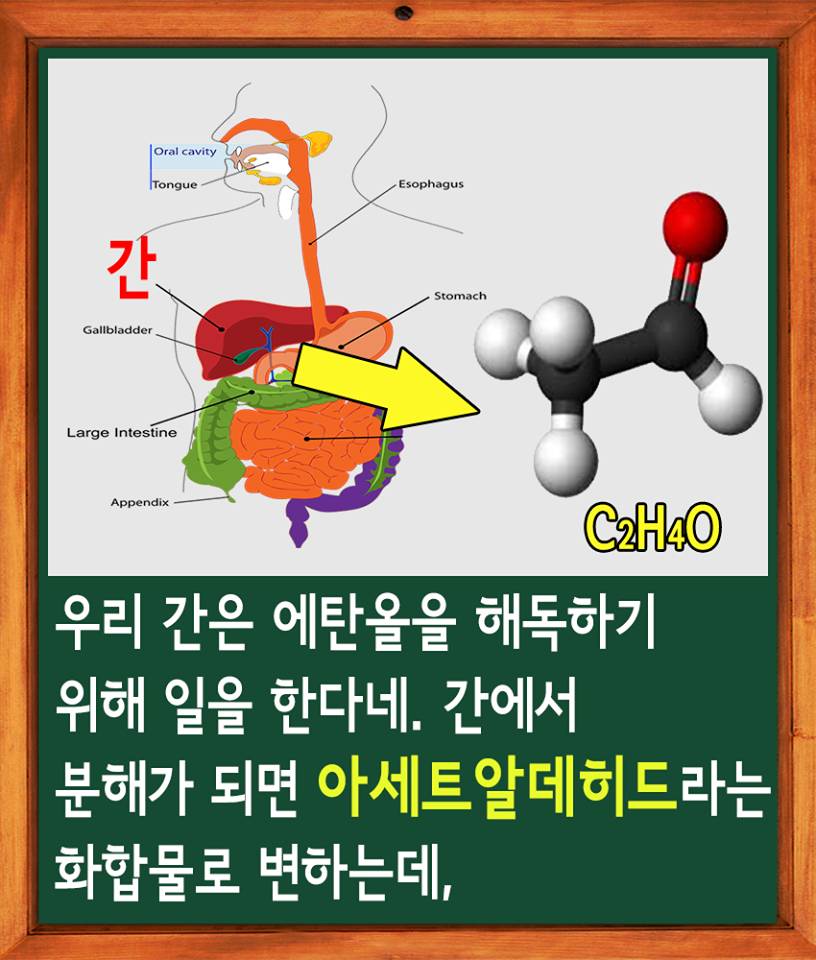 술을 많이 마시면 토하는 이유 jpg | 인스티즈