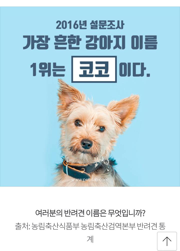 오늘날 가장 흔한 강아지 이름은? 무려 1만 4986마리가 가진 이름 | 인스티즈