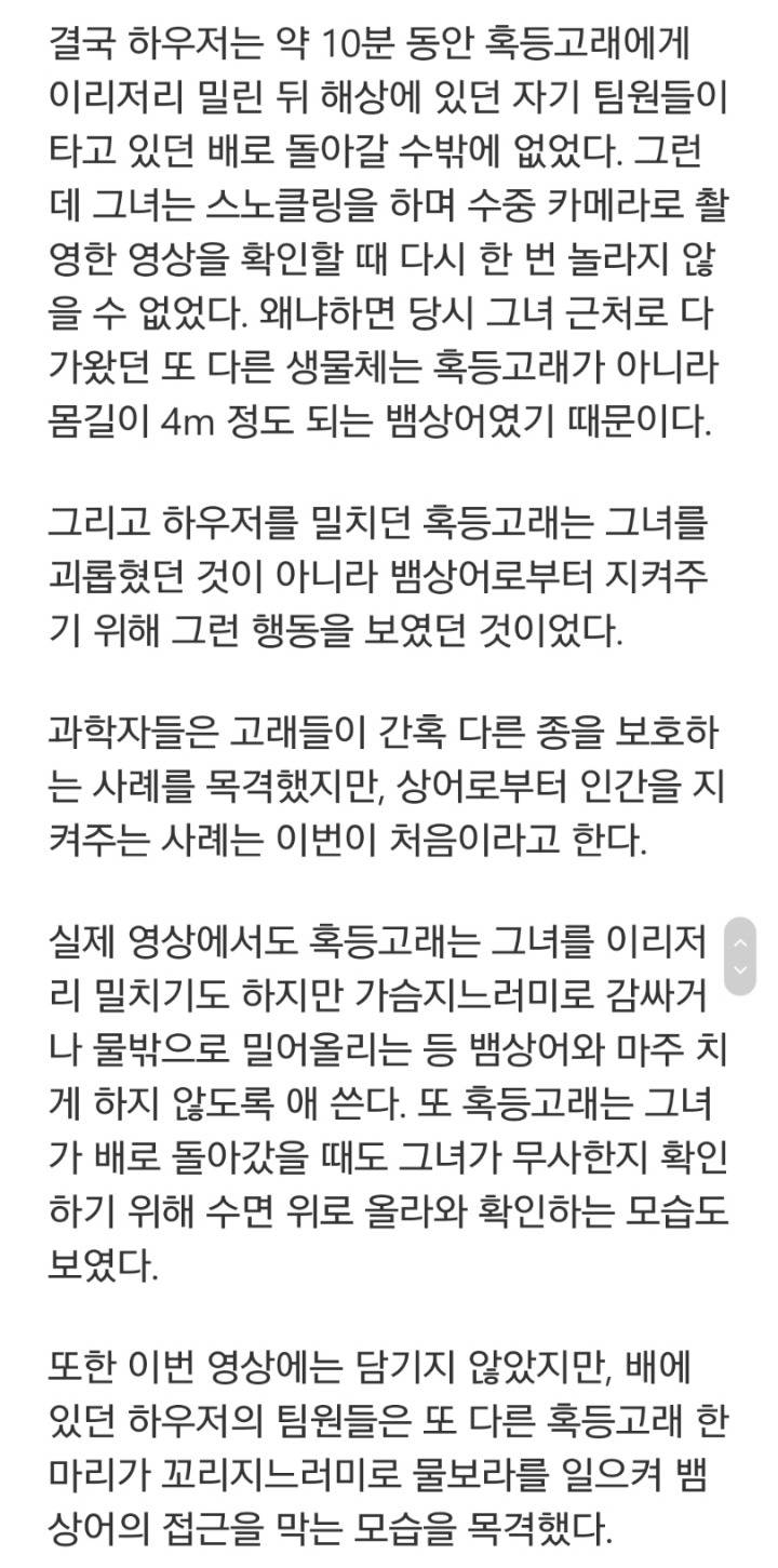 상어에게 먹힐뻔한 여성을 구해준 혹등고래찡 | 인스티즈