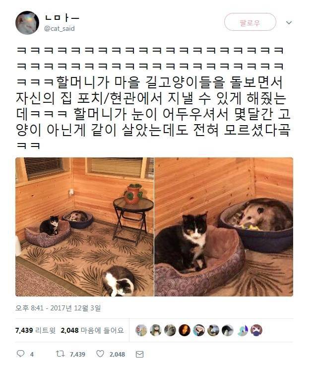 시력나쁜 할머니가 고양이인줄 알고.jpg | 인스티즈