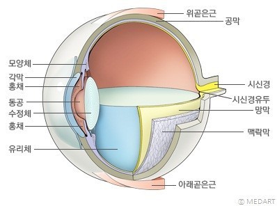 죽을 때까지 건강한 치아 vs 죽을 때까지 노안따윈 오지 않는 눈 | 인스티즈