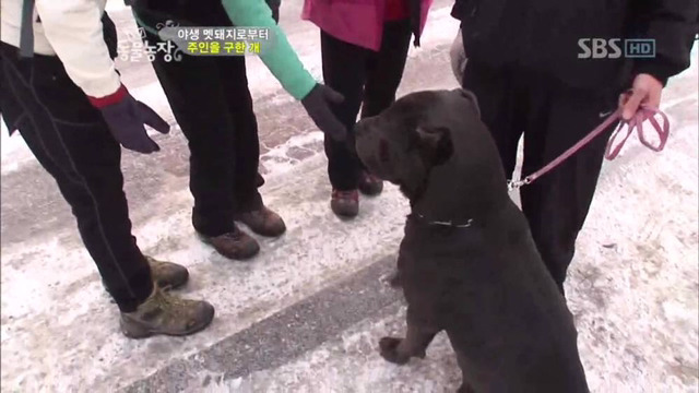 야생 멧돼지로부터 주인을 구한 개 | 인스티즈