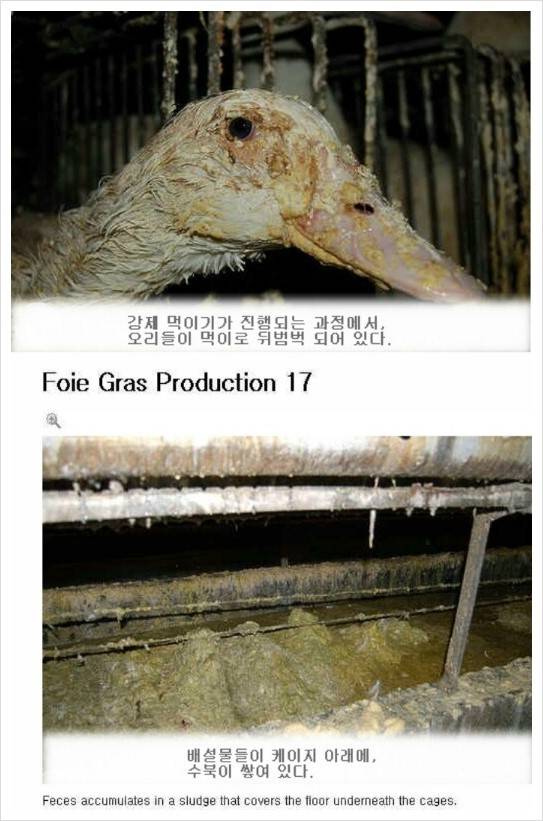 프랑스 니네는 한국 개고기 문화 비판 할 자격 없다 | 인스티즈