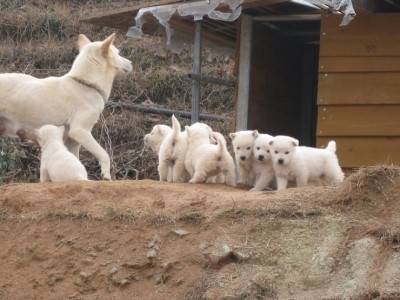 강아지의 왕 똥 | 인스티즈