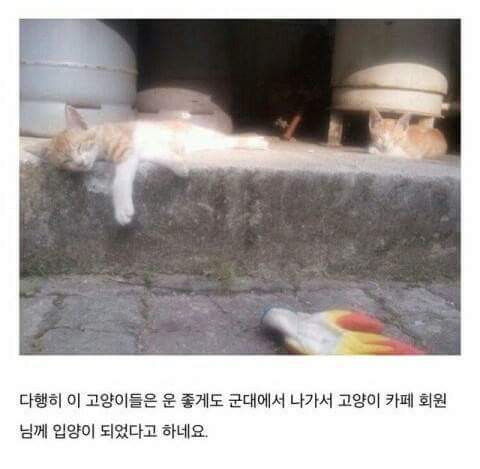 군대에서 빈번하게 일어나는 고양이 학대 (혐오주의) | 인스티즈