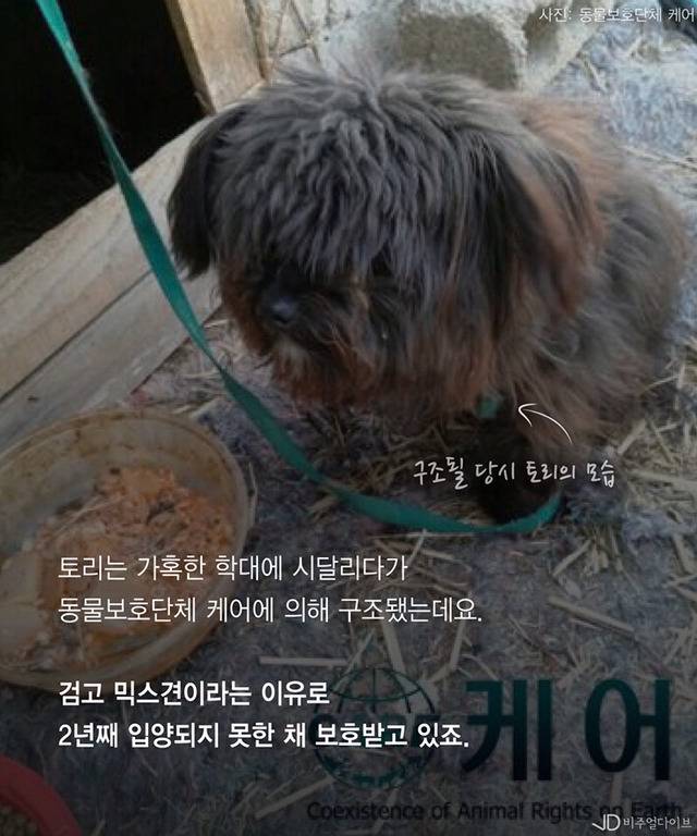 유기견"토리"청와대 입성할까... 문재인의 반려동물 5대 공약 | 인스티즈