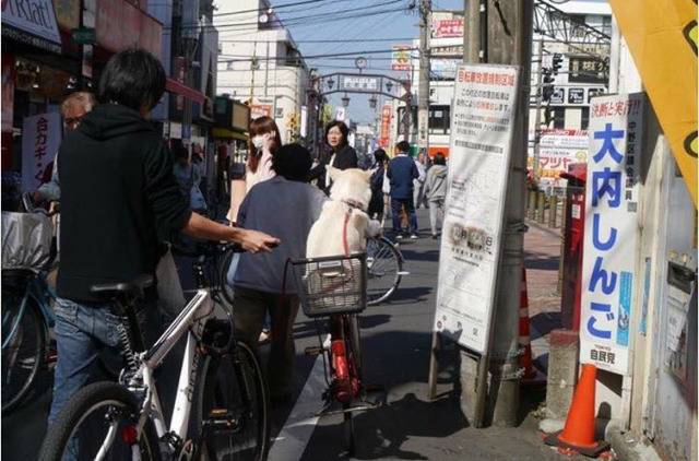 날 버렸던 전 주인이 귀여운 강아지를 품에 안고 있다 | 인스티즈