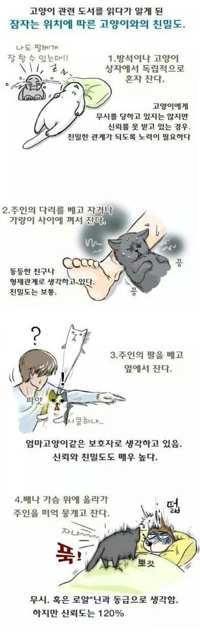 잠자는 위치에 따른 고양이와의 친밀도 | 인스티즈