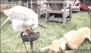 2d2459488a5c9fa52078ff87a35da9e6.gif (350×206)