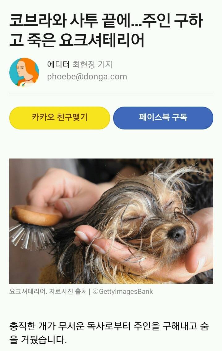 코브라와 사투 끝에...주인 구하고 죽은 요크셔테리어 | 인스티즈