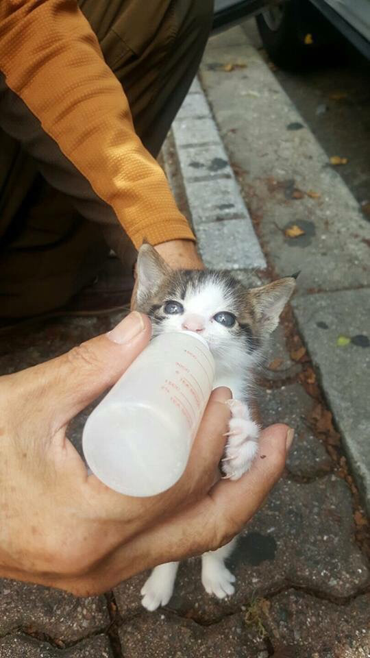 애기냥이 우유 먹이는 할아버지 | 인스티즈