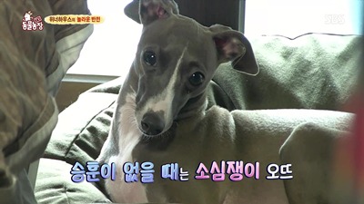 [동물농장] 위너집에 사는 두 얼굴의 고양이 죠니 | 인스티즈