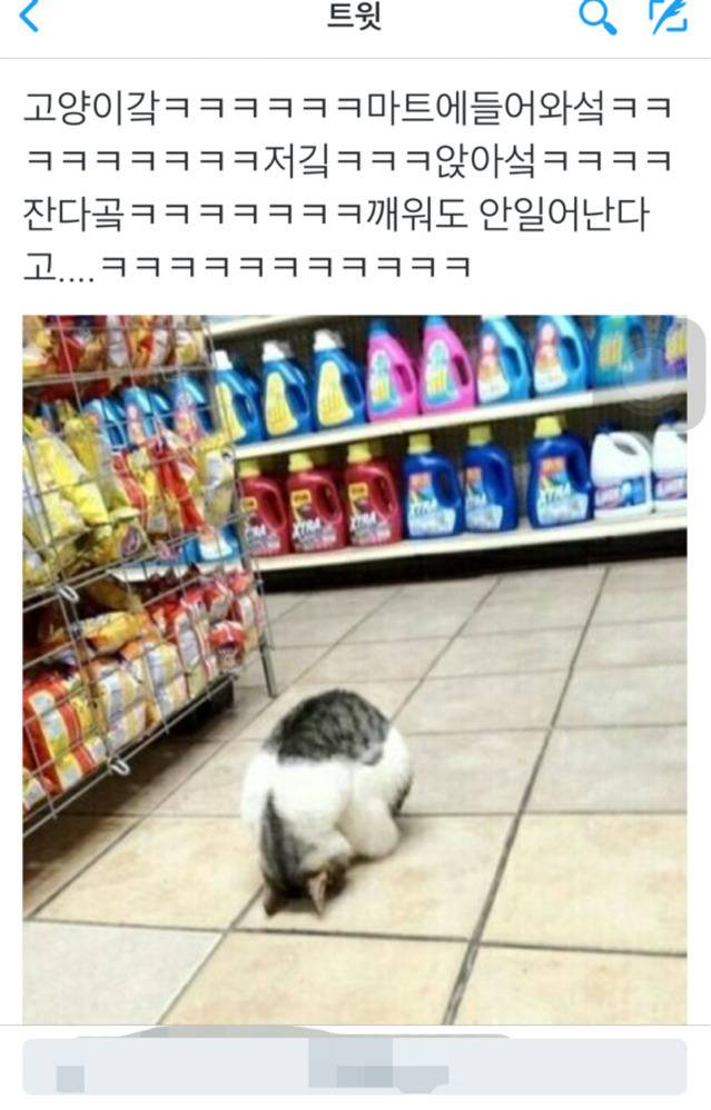 마트에 들어와 자는 고양이 | 인스티즈