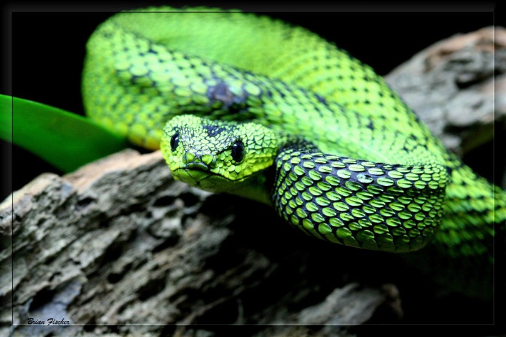 파충류 끝판왕 같이 생긴 뱀, 부쉬 바이퍼 (Bush Viper) | 인스티즈