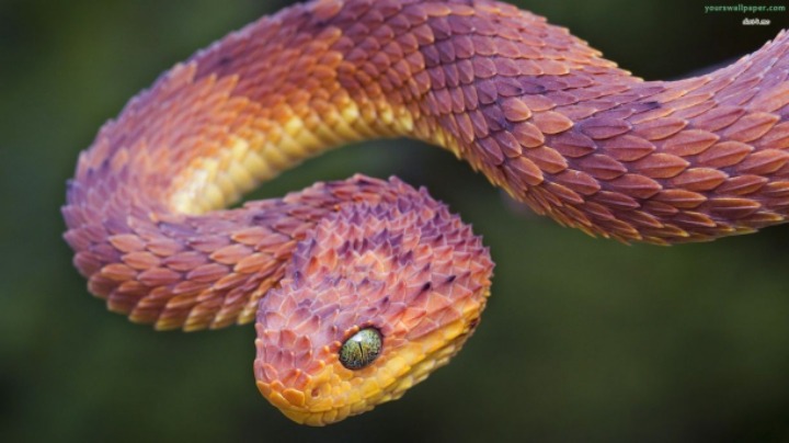 파충류 끝판왕 같이 생긴 뱀, 부쉬 바이퍼 (Bush Viper) | 인스티즈