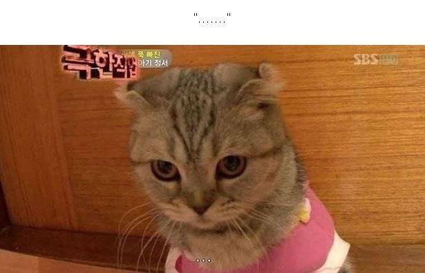 ...고양이..jpg | 인스티즈