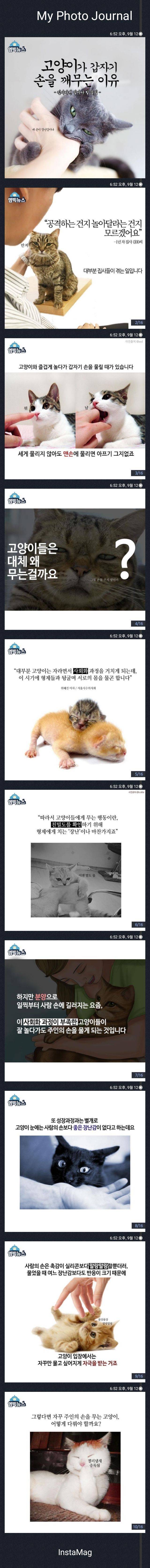 고양이가 손을 깨무는 이유 | 인스티즈