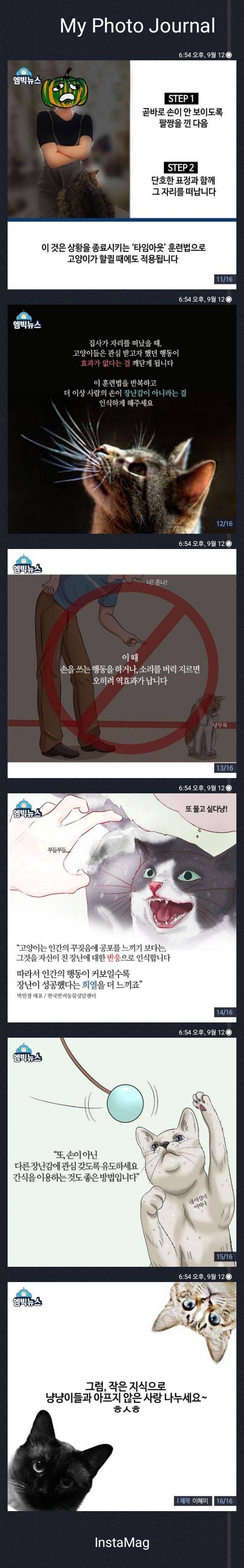 고양이가 손을 깨무는 이유 | 인스티즈