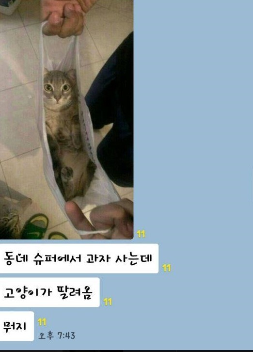 슈퍼에서 과자를 샀는데 고양이가 딸려왔다. jpg | 인스티즈