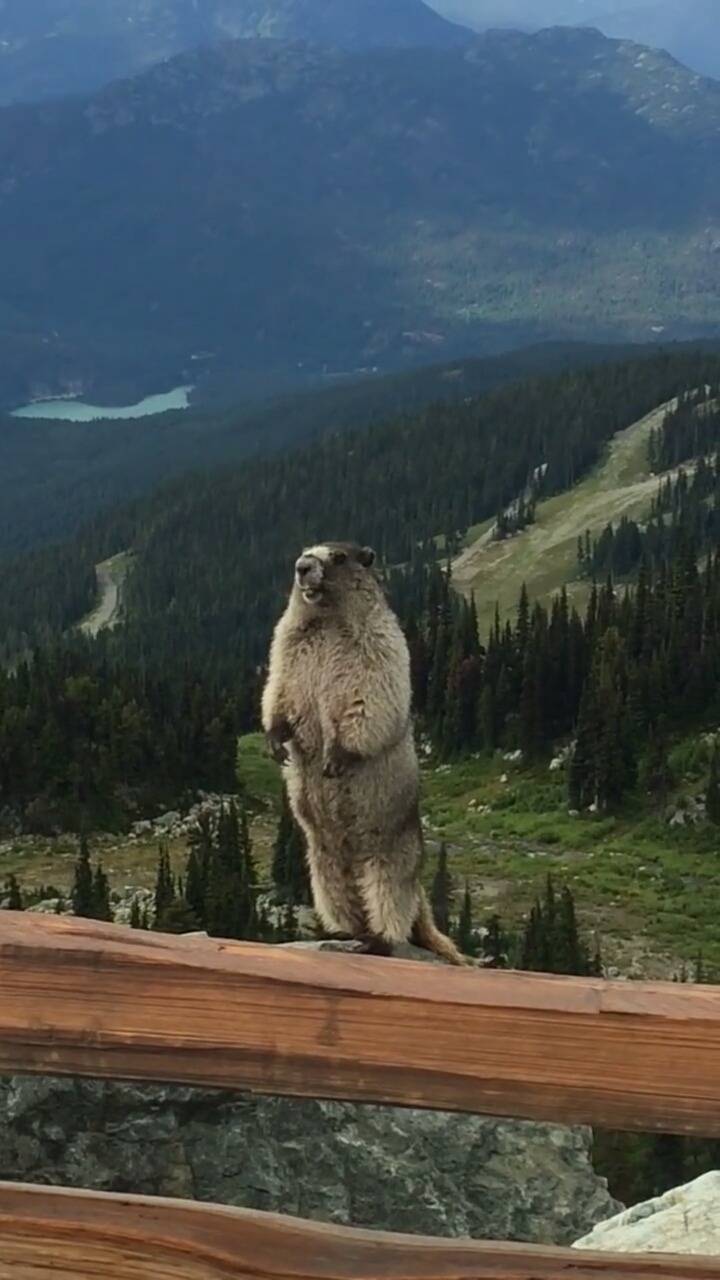 소리지르는 마못(marmot)의 실제 목소리 | 인스티즈