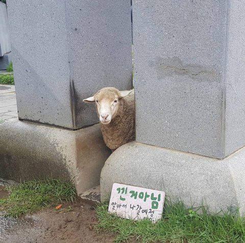 끼인거 아니에요!!!.jpg | 인스티즈