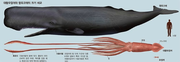 크라켄 전설의 시작 '대왕오징어'.jpgif | 인스티즈