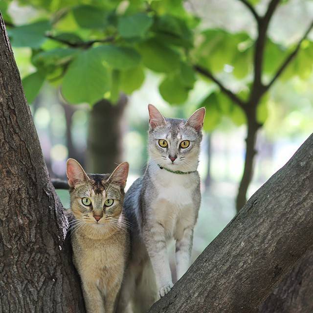 고양이 산책 종결.jpg | 인스티즈