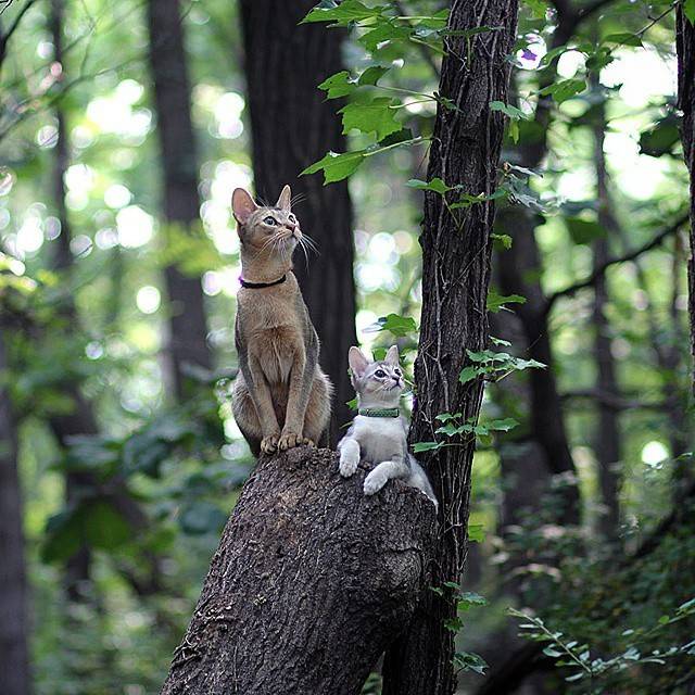 고양이 산책 종결.jpg | 인스티즈