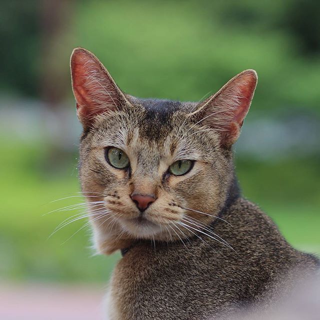 고양이 산책 종결.jpg | 인스티즈