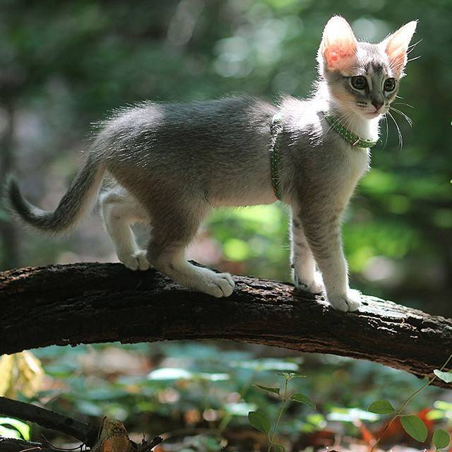 고양이 산책 종결.jpg | 인스티즈