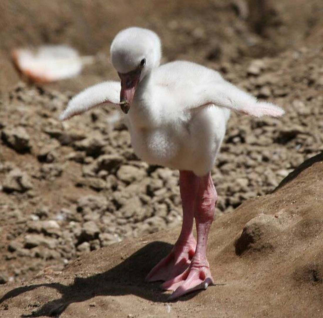 플라밍고가 핑크색인 이유.jpg | 인스티즈