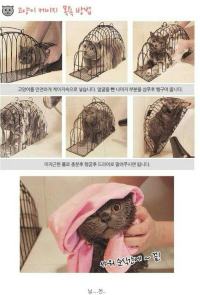 고양이 학대인지 아닌지 갈리는 목욕케이지 | 인스티즈