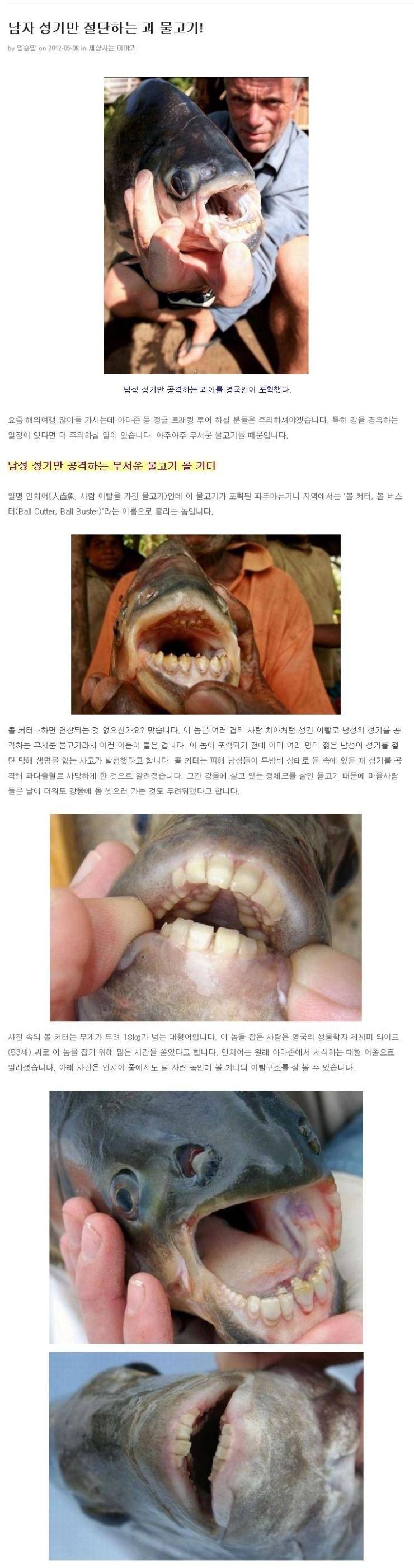 남자 성기만 절단하는 괴 물고기.jpg | 인스티즈